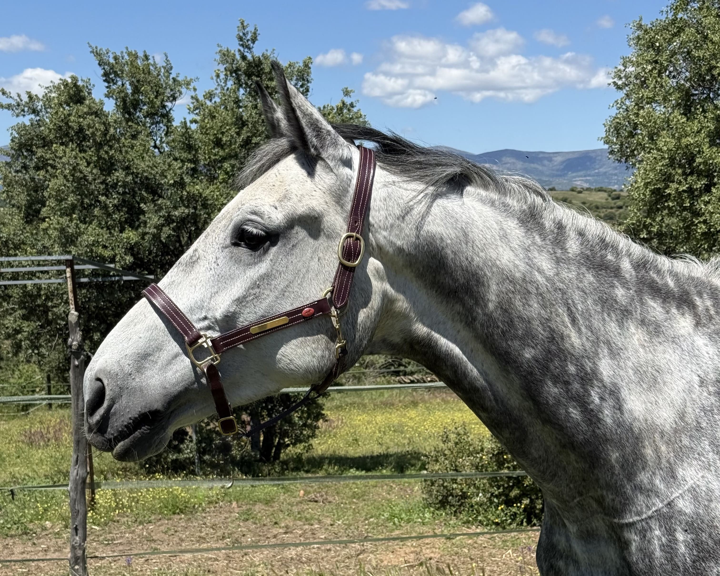 horse